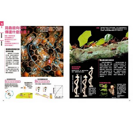 中小學生必讀科學常備用書：NEW全彩圖解觀念生物、地球科學、化學、物理（全套4冊）